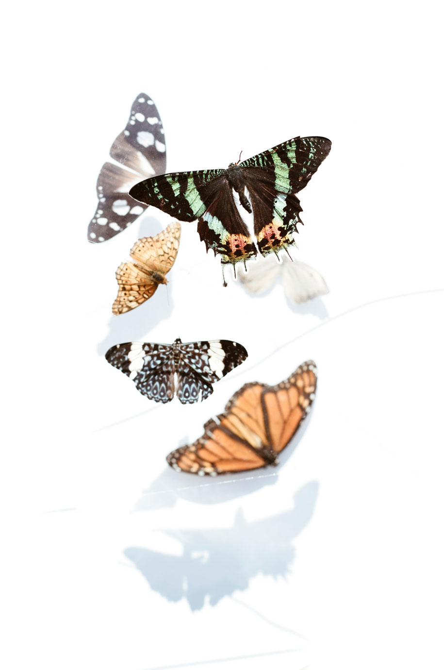 Transformation-Wholy-Design-Josefine-Leonhardt-Laurent Systemische und phänomenologische Aufstellungssarbeit